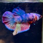 betta1390