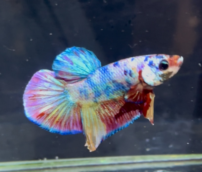 betta1390