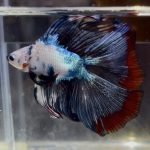 betta1393