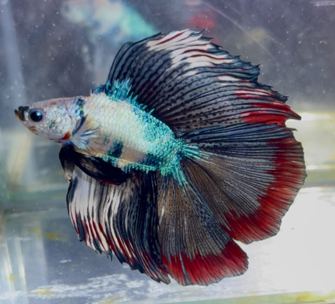 betta1393