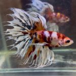 betta1397