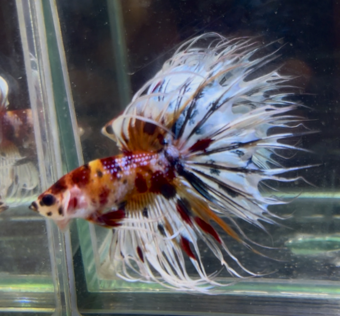 betta1397