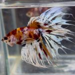 betta1397