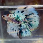 betta1395