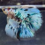 betta1395