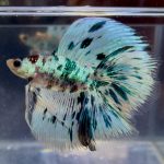 betta1395