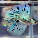 betta1395