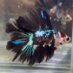 betta1391