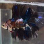 betta1391