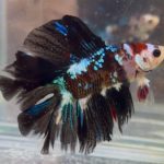 betta1391