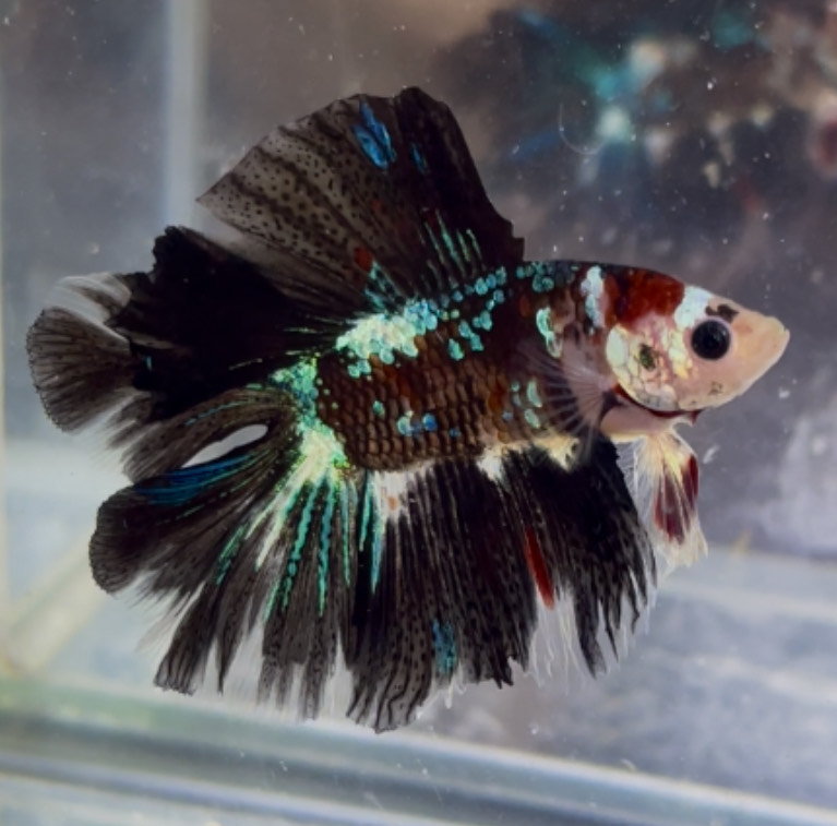 betta1391
