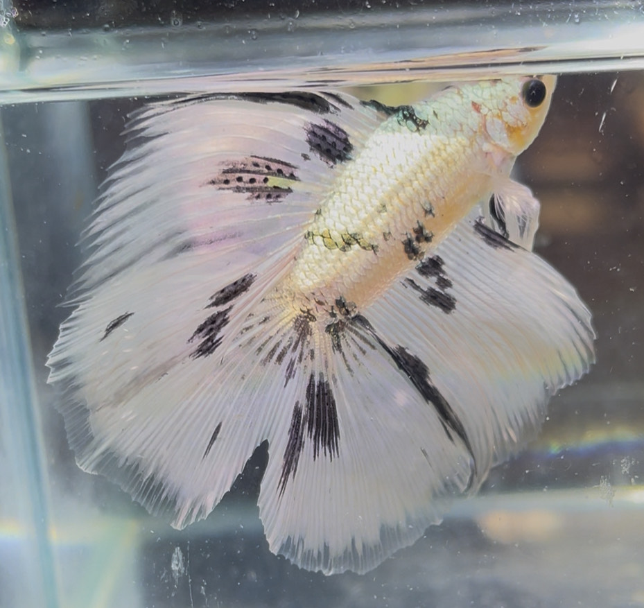 betta1394