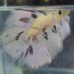 betta1394