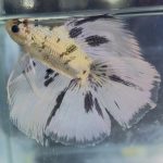 betta1394