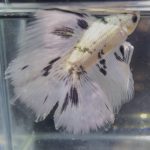 betta1394