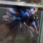 betta1392