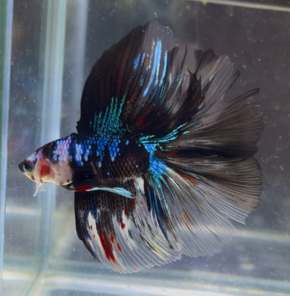 betta1392