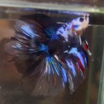 betta1392