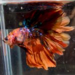 betta1396