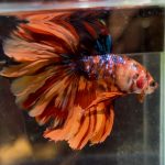 betta1396