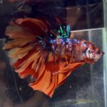 betta1396