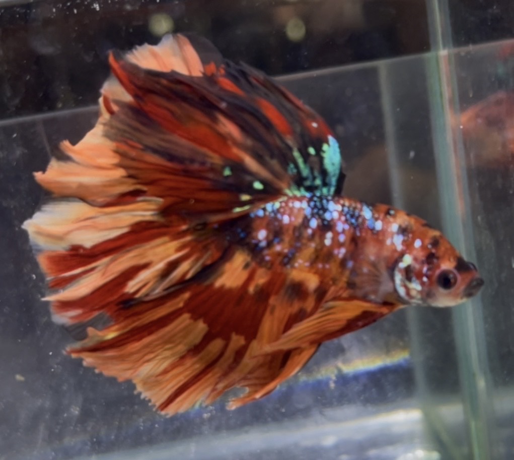 betta1396