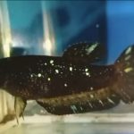betta1398