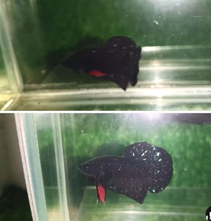 betta1399