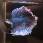 betta1400