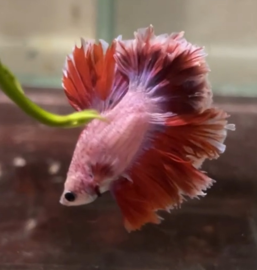 betta1400