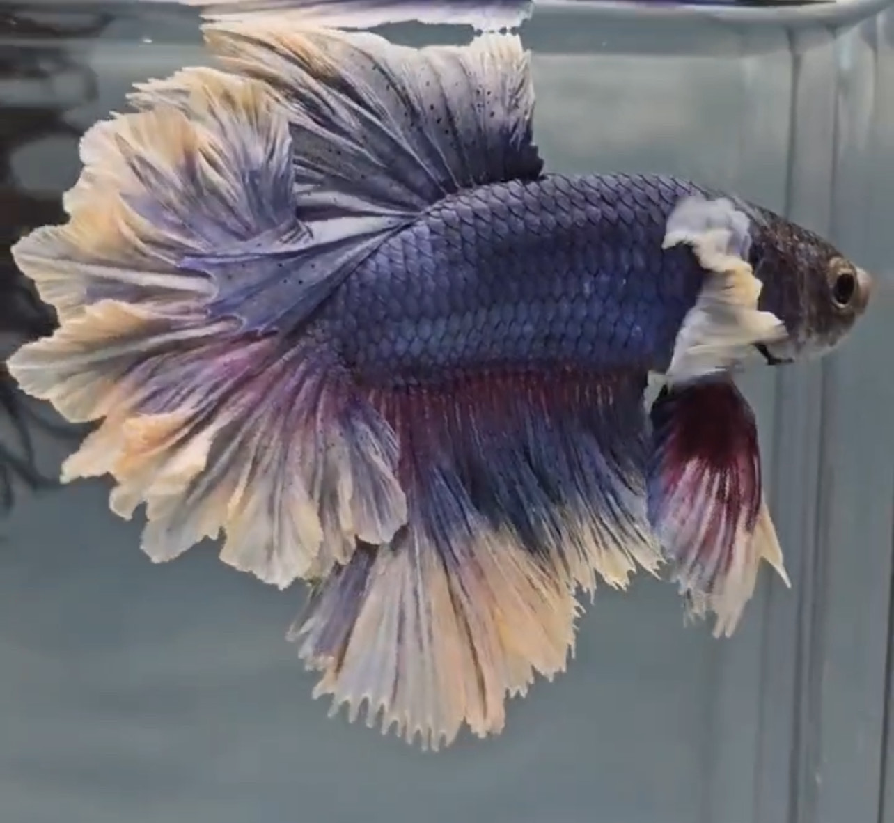 betta1401