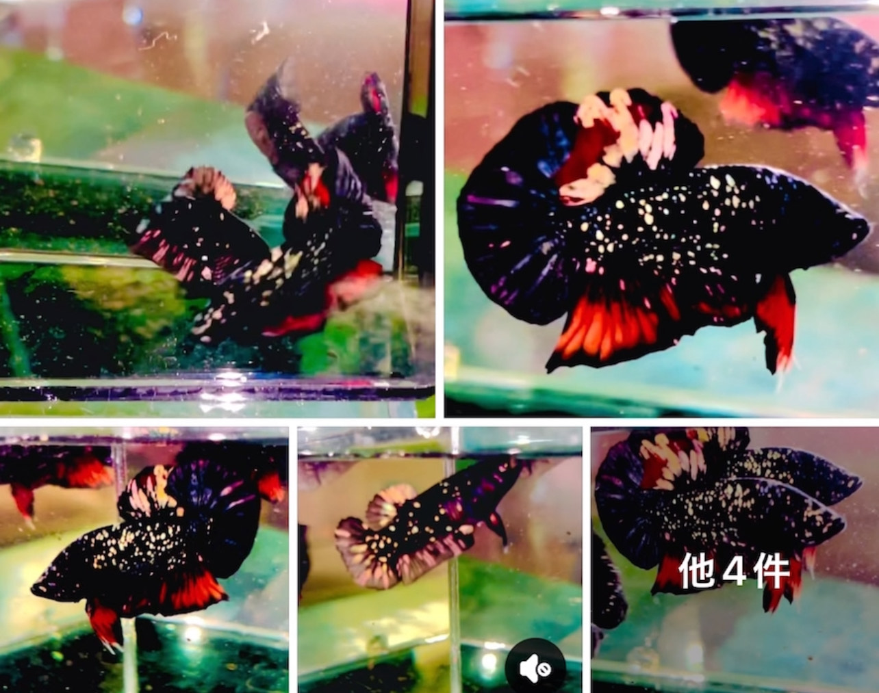 betta1402