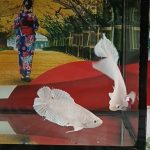betta1405