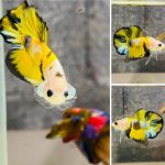 betta1404