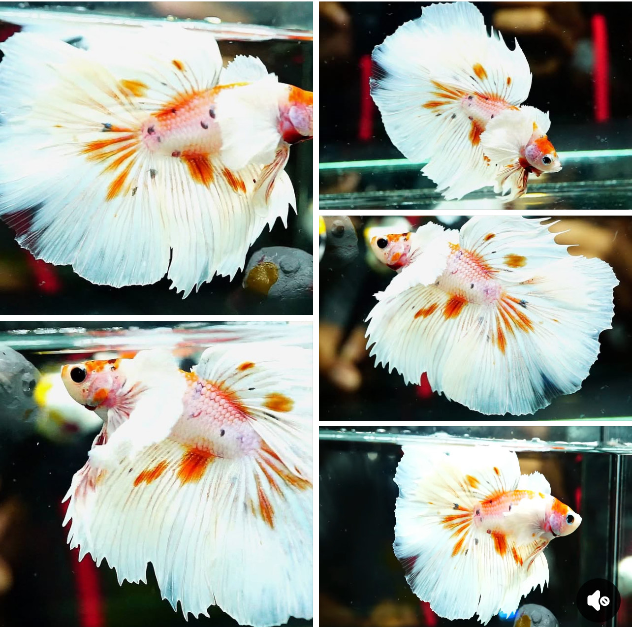 betta1404