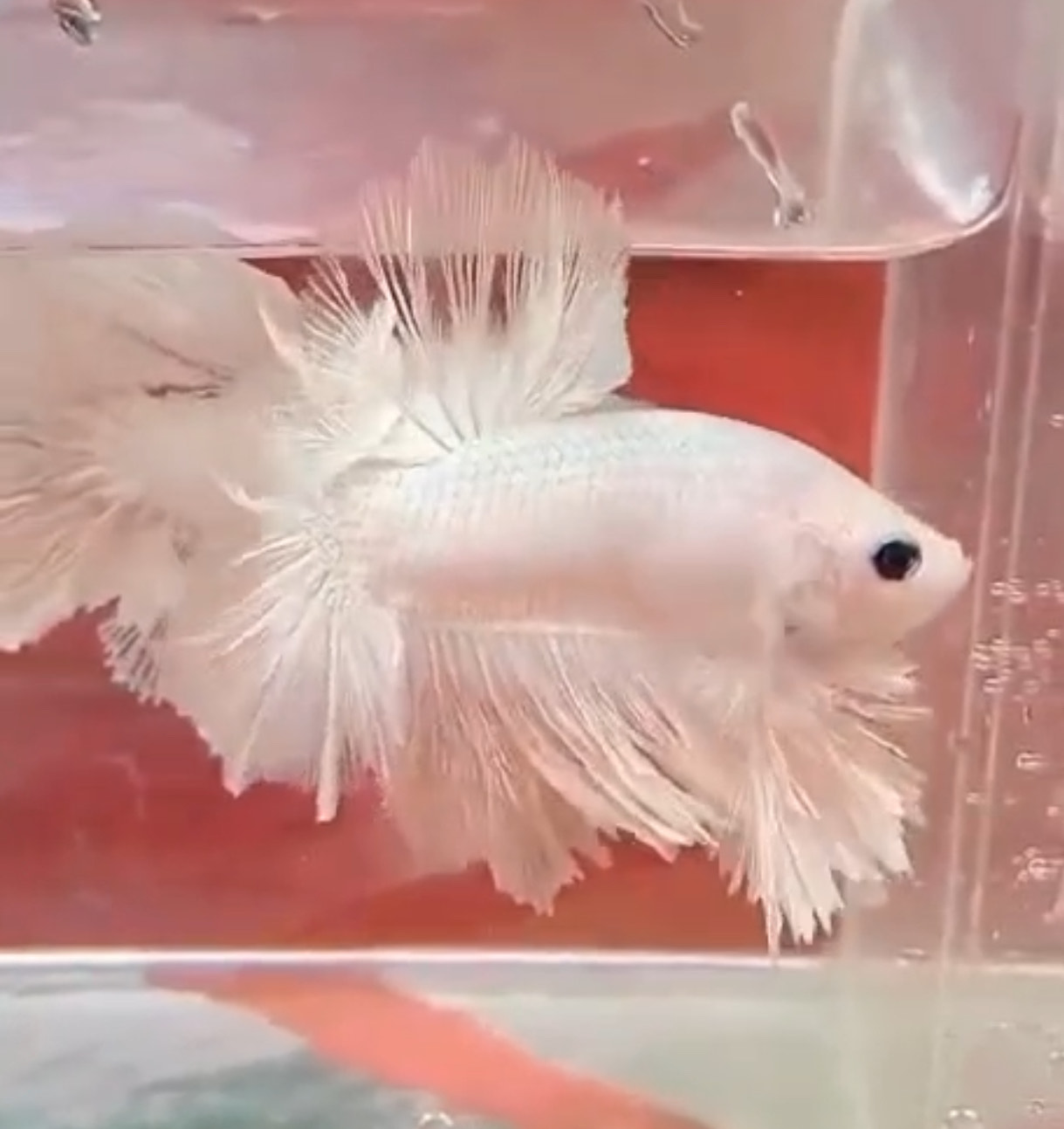 betta1405