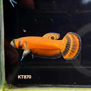 betta1403