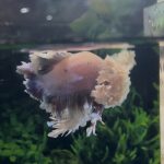 betta1406