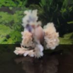 betta1406