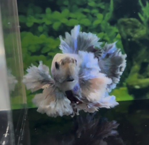 betta1406