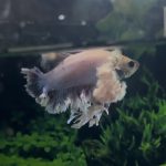 betta1406
