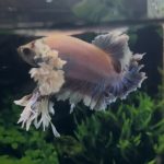 betta1406