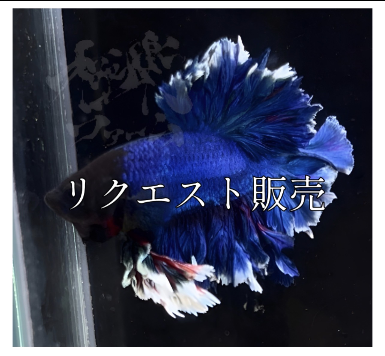 betta1407